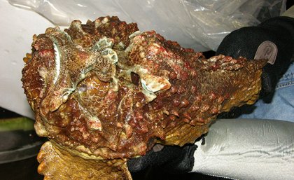 Picture of stonefish
